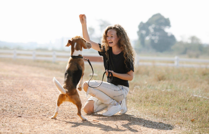 Mastering Canine Obedience:  A Comprehensive Guide to Training Your Dog