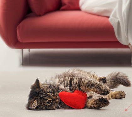 Comprehensive Strategies for Mitigating Pet Separation Anxiety through Interactive Toys and Cognitive Enrichment