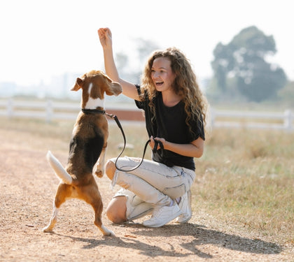 Mastering Canine Obedience:  A Comprehensive Guide to Training Your Dog
