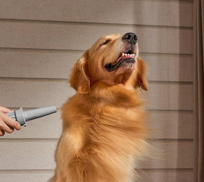 The Ultimate Guide to De-Hairing and Grooming Dogs at Home