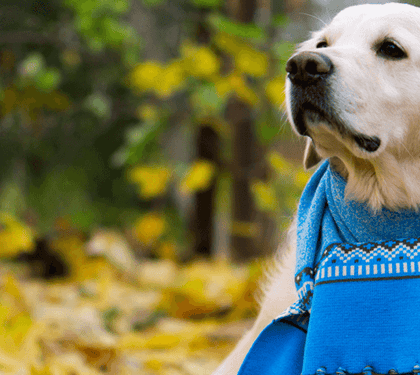 7 Tips to Keep Your Furry Friend Warm and Cozy During Winter