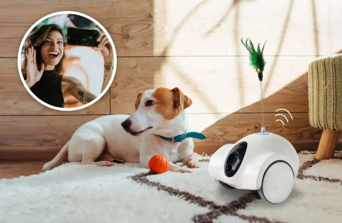 GULIGULI Official | Smart Pet Companion Brings Joy To Pets