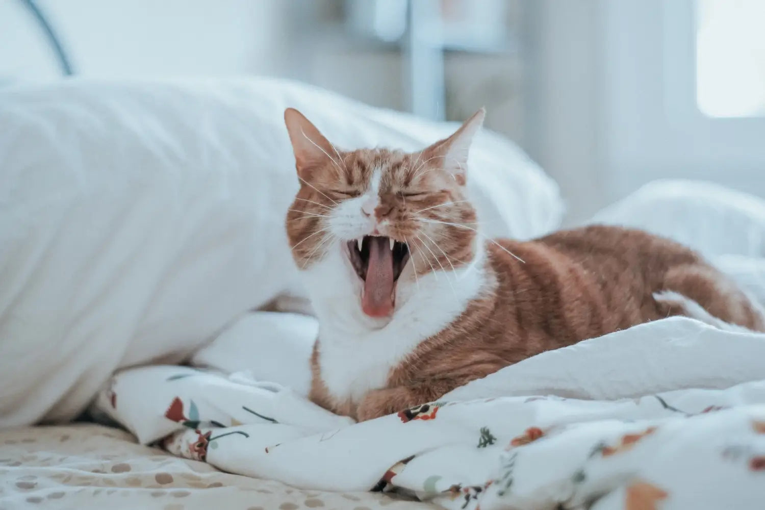 Why Exactly Do Cats Meow in the Morning?
