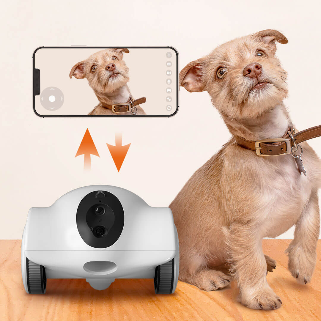 Dog Cameras